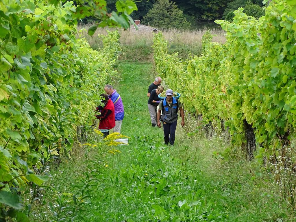Farm Stay Frank Ozmec Wine And Glamping Estate Лютомер Екстер'єр фото