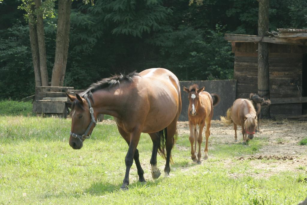 Farm Stay Frank Ozmec Wine And Glamping Estate Лютомер Екстер'єр фото